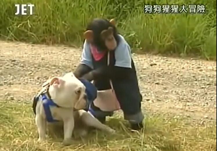 来一发笑容策划！《狗狗猩猩大冒险》全集与紧贴伴侣爆笑完成任务