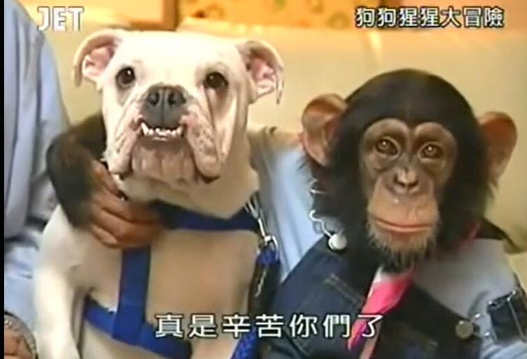 用智慧和勇气完成任务！看《狗狗猩猩大冒险》第一季在线观看